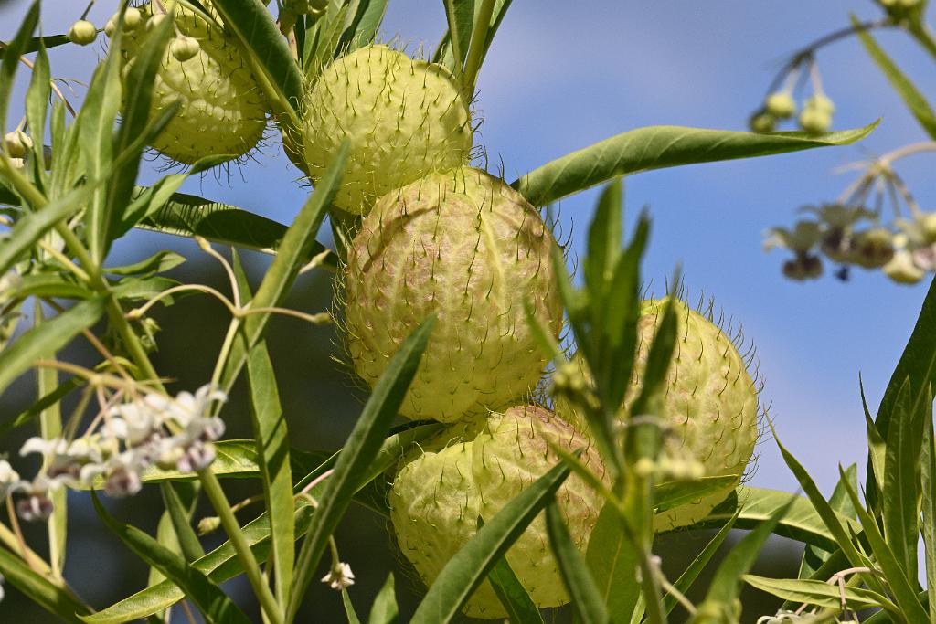 2025-08270180 Tower Hill Botanic Garden, MA.JPG - Baloon Plant (Gomphocarpus physocarpus). New England Botanic Garden at Tower Hill, MA, 8-27-2025